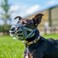 Baskerville INVISA Basket Dog Muzzle Patented Humane Design with Facial Visibility Padded Nose Band Dog can Pant and Drink Prevents Biting and Scavenging Muzzle for Small Dogs Size 2