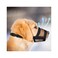 Evollax Dog Muzzle for Large Dogs Air Mesh Muzzle for Large Sized Dog Adjustable No Bark Dogs Muzzles for Scavenging Licking Chewing Prevent Biting L 79 94