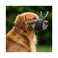 Evollax Dog Muzzle for Large Dogs Soft Breathable Muzzle for Large Sized Dog with Air Mesh Adjustable Mussels for Dogs Grooming Muzzles to Prevent Biting Barking Chewing Allows Panting Drinking