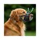 Evollax Dog Muzzle for Large Dogs Soft Breathable Muzzle for Large Sized Dog with Air Mesh Adjustable Mussels for Dogs Grooming Muzzles to Prevent Biting Barking Chewing Allows Panting Drinking