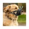 Evollax Dog Muzzle Medium Sized Dogs Soft Muzzle for Medium Sized Dog with Air Mesh Adjustable Dogs Muzzles to Stop Biting Barking and Chewing that Allows Panting Drinking Perfect for Small to Large