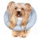 GAGABODY Comfortable Adjustable Soft Dog Cone Alternative After Surgery Elizabethan Donut Collar for Cats Medium Dogs and Small Dogs