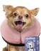 Loflaze Soft Inflatable Dog Cone for Large Medium Small Dogs Cats Neck Donut E Collar Alternatives for Recovery