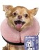 Loflaze Soft Inflatable Dog Cone for Large Medium Small Dogs Cats Neck Donut E Collar Alternatives for Recovery