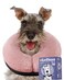 Loflaze Soft Inflatable Dog Cone Collar MediumLargeSmall Cat Size Dog Neck Donut E Collar Alternative for Recovery