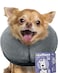 Loflaze Soft Inflatable Dog Cone Collar Alternative After Surgery Dog Neck Donut E Collar for Large Medium Small Dogs Cats Post Surgery Recovery Collar to Stop Licking Grey S