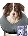 Loflaze Soft Inflatable Dog Cone Collar Alternative After Surgery Dog Neck Donut E Collar for Large Medium Small Dogs Cats Post Surgery Recovery Collar to Stop Licking Grey XL