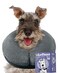 Loflaze Soft Inflatable Dog Cone Alternative Neck Donut E Collar for Large Medium Small Dogs Cats Post Surgery Recovery Collar to Stop Licking Grey