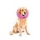 MCHY Inflatable Dog ConeAdjustable Recovery Collar for Dogs After SurgeryPrevent from Biting ScratchingNot Block Vision Pink LNeck 1520