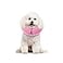 MCHY Inflatable Dog ConeAdjustable Recovery Collar for Dogs After SurgeryPrevent from Biting ScratchingNot Block Vision Pink SNeck 7 12
