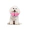 MCHY Inflatable Dog ConeAdjustable Recovery Collar for Dogs After SurgeryPrevent from Biting ScratchingNot Block Vision Pink SNeck 7 12