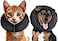 ZenPet Recovery Inflatable Collar for Dogs Cats Soft Comfortable Safe StressFree Healing Alternative ECollar After Surgery Adjustable Donut Design Secure Fit XSmall