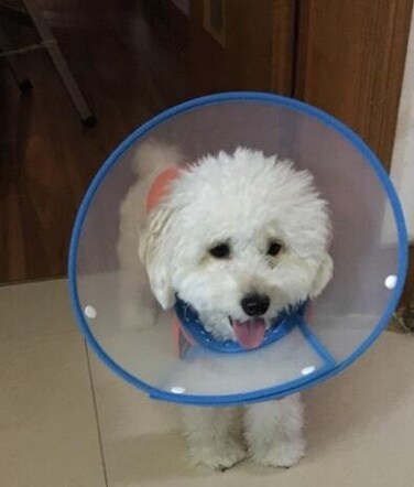 Bolbove Pet Plastic Clear Cone Recovery ECollar with Dots Design Soft Edge for Small Dogs Cats Medium Blue