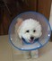 Bolbove Pet Plastic Clear Cone Recovery ECollar with Dots Design Soft Edge for Small Dogs Cats Medium Blue