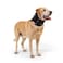 Balto Neck Eco Soft Recovery Collar for Dogs ECollar Alternative for PostSurgery Allergy Relief Wound Protection Adjustable Breathable Washable Cone VetApproved Large