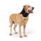 Balto Neck Eco Soft Recovery Collar for Dogs ECollar Alternative for PostSurgery Allergy Relief Wound Protection Adjustable Breathable Washable Cone VetApproved Large