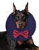 MIDOG Dog Cone Collar for Large Medium Dogs Soft Inflatable Dog Cone Alternative After Surgery Adjustable Protective Recovery Cone Alternative E Collar Does Not Block Vision Bow TieL