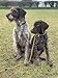 Cesar Millan Slip Lead Leash Dog Leash in Training Leash Regular AquaPurple