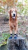 Bark Brite All Weather Neoprene Paw Protector Dog Boots with Reflective Straps in 5 Sizes Black Large