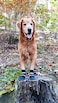 Bark Brite All Weather Neoprene Paw Protector Dog Boots with Reflective Straps in 5 Sizes Black Large