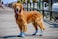 Bark Brite Lightweight Neoprene Paw Protector Dog Boots Designed for Comfort and Breathability in 5 Sizes Blue XL