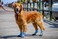 Bark Brite Lightweight Neoprene Paw Protector Dog Boots Designed for Comfort and Breathability in 5 Sizes Blue Lg
