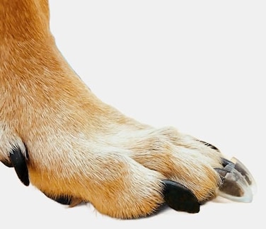 Dr. McHenry's Dog Toe Treads Dr McHenrys Dog Toe Treads Set of 24 Adhesive Cleaning Brush Increased Traction Mobility Support Medium Kit Weight 1640 lbs Net Weight 16 oz