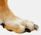 Dr. McHenry's Dog Toe Treads Dr McHenrys Dog Toe Treads Set of 24 Adhesive Cleaning Brush Increased Traction Mobility Support Medium Kit Weight 1640 lbs Net Weight 16 oz
