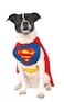 Rubies DC Comics Superheroes Superman Pet Costume for For Dogs or Cats by Small