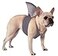 Rubies Shark Fin Pet Costume for Dogs or Cats ML