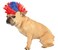 Rubies Costume Halloween Classics Collection Pet Costume Small to Medium Red and Blue Mohawk Wig