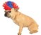 Rubies Costume Halloween Classics Collection Pet Costume Small to Medium Red and Blue Mohawk Wig