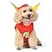 DC Comics Superhero The Flash Halloween Dog Costume Officially Licensed Halloween Pet Costumes for Dogs Size Large