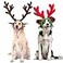 Rypet 2 PCS Christmas Reindeer Antler Headband with Ears for Medium and Large Dogs