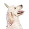 Midlee Dog Unicorn Horn Headband Halloween Costume Large