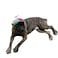 GEANBAYE Dog Hats with Funny Propeller Size and Rope Double Adjustment Pet Hats for Small Medium Large Dog and Cat Iridescent
