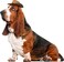Rubies Cowboy Pet Hat for Dogs or Cats SM