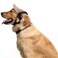 Petall Pet Dog Baseball Cap Sport Cap Hat Outdoor Hat Sun Protection Summer Cap for Small Medium Large Dog Medium Cap Brown