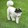 Leconpet Baseball Caps Hats with Neck Strap Adjustable Comfortable Ear Holes for Small Medium and Large Dogs in Outdoor Sun Protection M Black