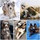 Billionchains Dog Goggles Dog Sunglasses for Medium to Large Breed AntiUV Eye Protection with Adjustable Straps Silver