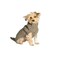 Chilly Dog Cable Dog Sweater XXSmall Grey