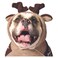 Chilly Dog Moosey Hoodie XXSmall