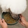 Should We Go? Should We Go Slow Feeder for Dogs Puppies The Slowdown Bowl Silicone Slow Eating Modern Lick Mat Design Reduces Gulping Fits 2 Cups 75 Across x 15 Tall Mealtime Challenge MediumSpruce
