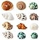 WeDoSoy 12PCS Hermit Crab Shells Natural Sea Conch Size 1632 Growth Turbo for Small to Medium and Large Crabs Saltwater Hermit Crab Supplies and Sea Shell for Beach Decor