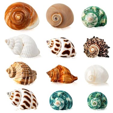 WeDoSoy 12PCS Hermit Crab Shells Natural Sea Conch Size 1632 Growth Turbo for Small to Medium and Large Crabs Saltwater Hermit Crab Supplies and Sea Shell for Beach Decor
