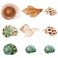 SINKOO 9PCS Hermit Crab Shells Small Medium Large Natural Turbo Seashells Size 079354 Opening Size 059118 for Hermit Crab Growth Hideouts Home Fish Tanks Aquariums Beach Parties Decor