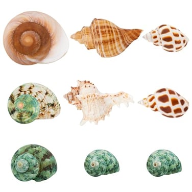 SINKOO 9PCS Hermit Crab Shells Small Medium Large Natural Turbo Seashells Size 079354 Opening Size 059118 for Hermit Crab Growth Hideouts Home Fish Tanks Aquariums Beach Parties Decor