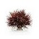 biOrb Sea Lily Crimson