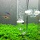 Yagote CO2 Diffuser Glass Reactor for Aquarium Planted Tank CO2 Diffuser