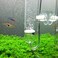 Yagote CO2 Diffuser Glass Reactor for Aquarium Planted Tank CO2 Diffuser